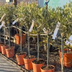 Olivovník európsky (Olea europaea) - výška 90-100 cm, kont. C5L – na kmienku (-12°C)